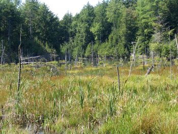 Barber Farm
Conservation Planning
Logging
Farmers' Market