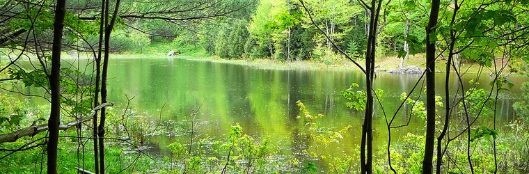 Pond and trees at Wolfrun Natural Area