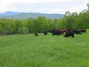 Barber Farm
Conservation Planning
Logging
Farmers' Market