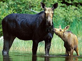 Adult and young moose at Wolfrun Natural Area