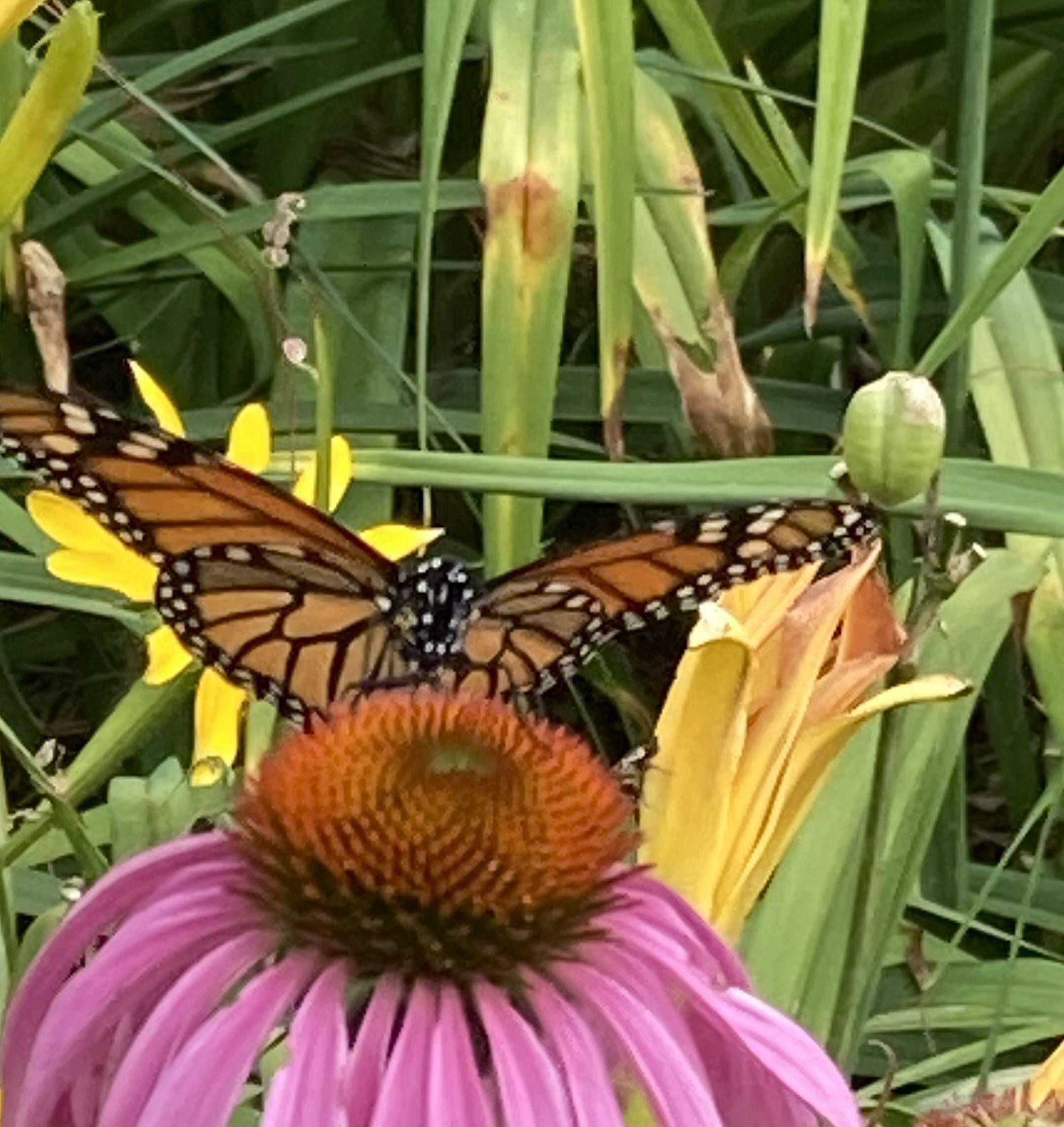 JULT Annual Fall Wildflower Walk: September 12, 2026