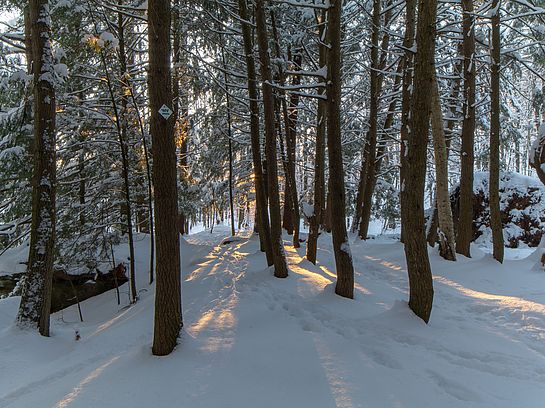 Sun through the trees at Old Mill Park