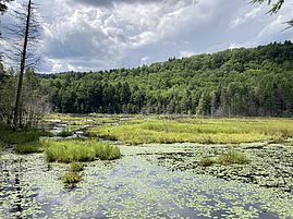 Wetland at Wolfrun Natural Area