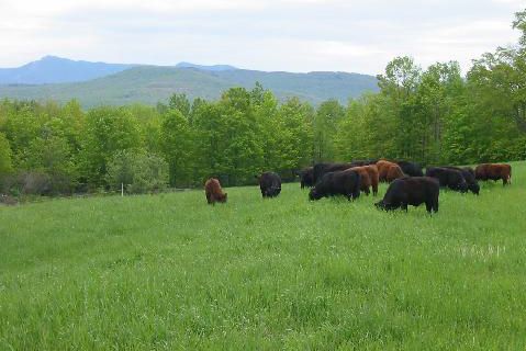 animals at Barber Farm