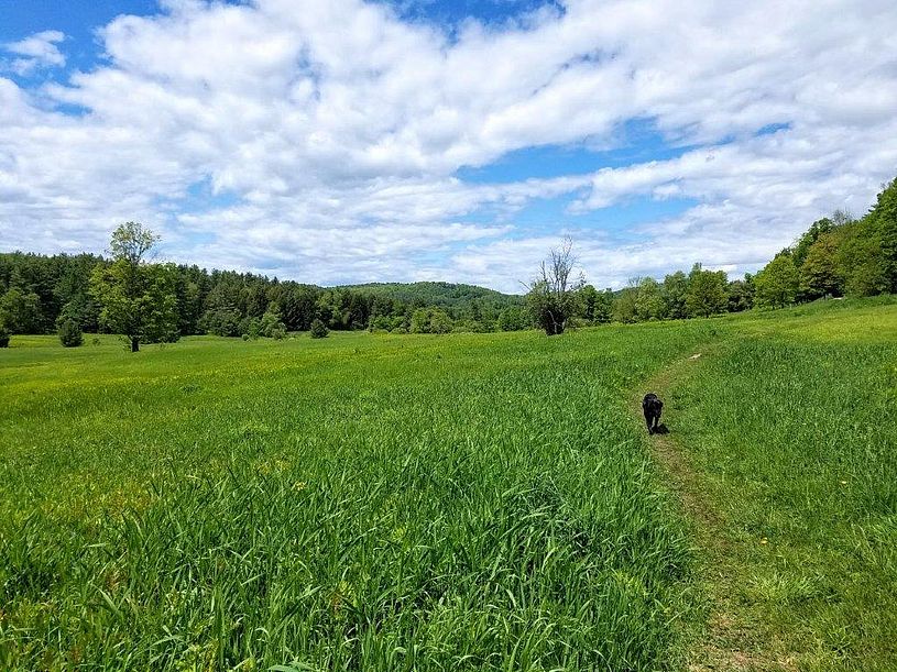 Dog on the trail at Mobbs Farm