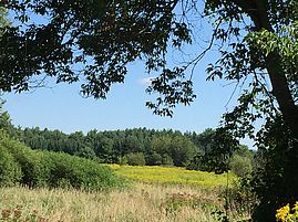 meadow at Kikas Valley Farm
