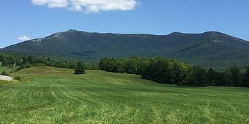 green fields at Tomasi Meadow in summer