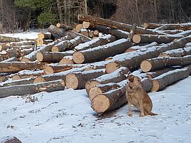 log landing at Kikas Valley Farm