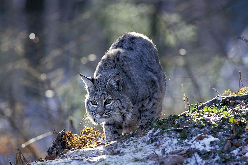 a wild cat stalking