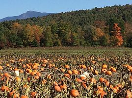 pumpkins growing at Kikas Valley Farm