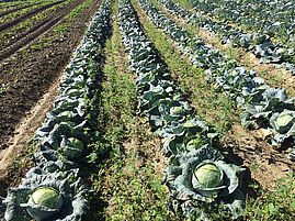 cabbages growing at Kikas Valley Farm